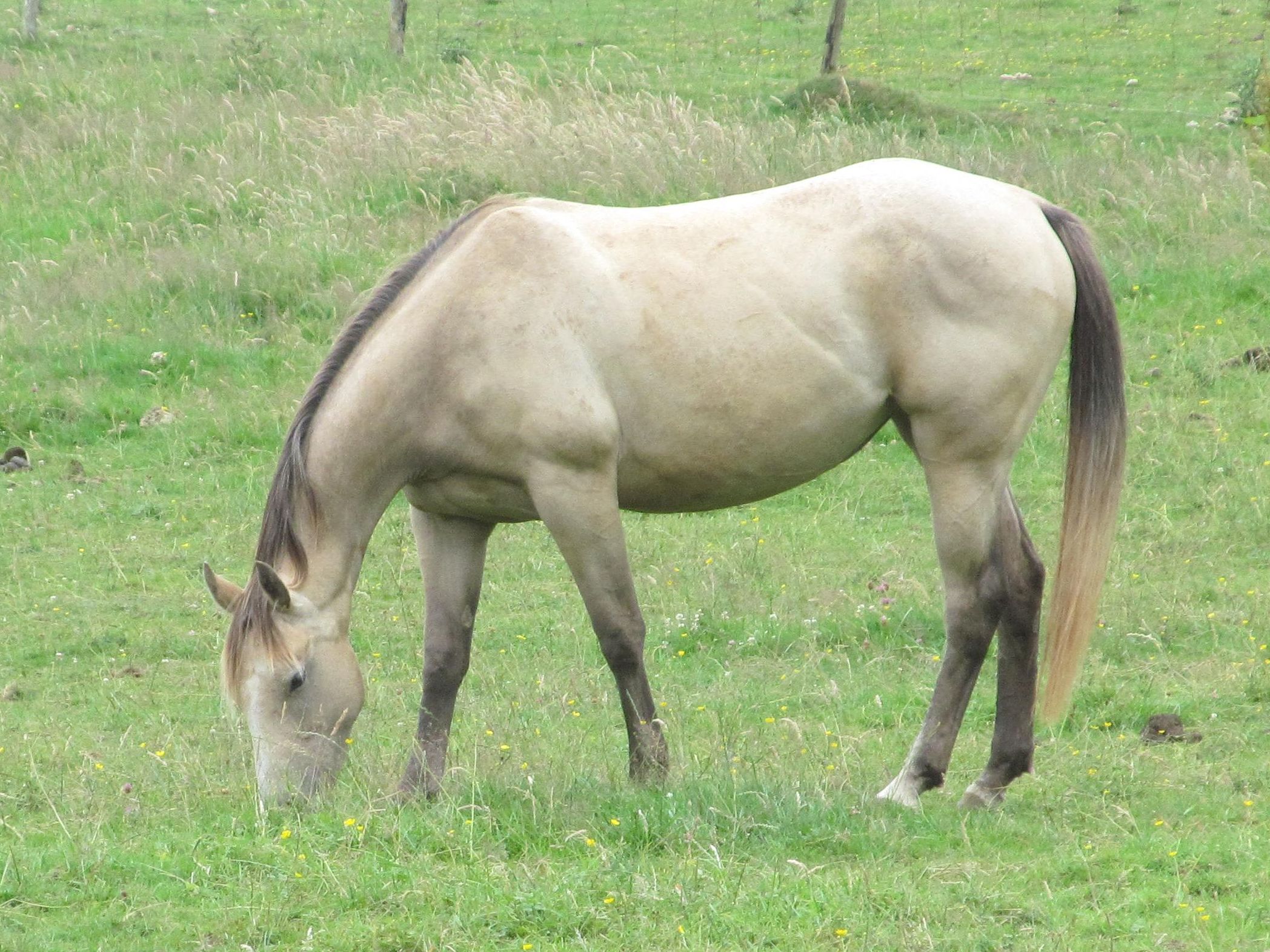 Quarter Horse mare, Wilden Jolene